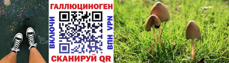 где купить наркотик  гидра как войти  Галлюциногенные грибы Cubensis  Пересвет 